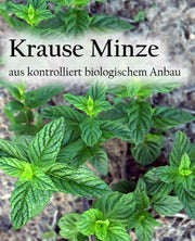 Krause Minze. [50g] - Kräuterhof Zach